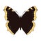 vector drawing mourning cloak butterfly