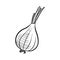 vector drawing onion bulb at white background