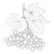 Vector drawing of outline branch Viburnum or Guelder rose, ornate leaves and berry bunch in black isolated on white.