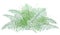 Vector drawing of outline fossil forest plant Fern with fronds in pastel green colored isolated on white background.