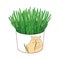 Vector drawing of outline fresh green cat grass for cats and domestic pets in round flowerpot isolated on white background.