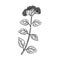 vector drawing plant of oregano