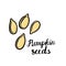 Vector drawing pumpkin seeds