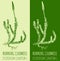 Vector drawing RUNNING CLUBMOSS. Hand drawn illustration. The Latin name is LYCOPODIUM CLAVATUM L