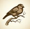 Vector drawing. Tits, sparrows and bullfinches on branches