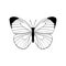 vector drawing white butterfly