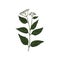 Vector drawing white snakeroot