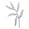 Vector drawing white willow