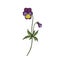 Vector drawing wild pansy