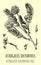 Vector drawings of astragalus. Hand drawn illustration. Latin name Astragalus dasyanthus