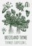 Vector drawings of Breckland thyme. Hand drawn illustration. Latin name THYMUS SERPYLLUM L