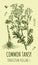 Vector drawings of COMMON TANSY. Hand drawn illustration. Latin name TANACETUM VULGARE L