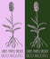 Vector drawings EARLY-PURPLE ORCHID. Hand drawn illustration. Latin name ORCHIS MACULATA L