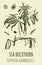 Vector drawings of SEA BUCKTHORN. Hand drawn illustration. Latin name HIPPOPHAE RHAMNOIDES L