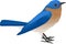 Vector Eastern Bluebird Sialia sialis