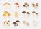 Vector Edible and Poisonous Inedible Mushrooms. Stickers with Hand Drawn Cartoon Mushrooms. Different Mushrooms Isolated