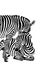 Vector editable zebras black and white illustration