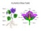 Vector education diagram of botany and biology, the structure of the flower in a section. Banner study scheme, illustration.