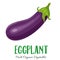 Vector eggplant vegetable
