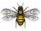 Vector engraving illustration of honey bee isolate on white background. Bee logo, hand drawn sketch of bee, vector