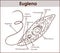 Vector Euglena Cross Section Diagram representative protists euglenoid plant like and animal like microscopic creature with all c