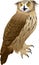 Vector eurasian eagle owl illustration