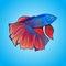 Vector exotic Betta fish Halfmoon beautiful color artwork illustration isolated on water background.