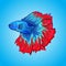 Vector exotic Betta fish Halfmoon red and blue color artwork illustration isolated on water
