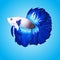 Vector exotic Betta fish Halfmoon white and blue tail artwork illustration isolated on water background.