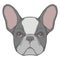 Vector face illustration of a black and white pied French Bulldog dog