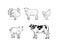 Vector farm animals set, engraving style illustrations isolated on white background, black lines, animals .