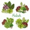 Vector farm salads or leafy lettuce vegetables