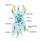 Vector Fibroblast illustration with description. Structure of dermis cell. Connective tissue