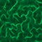 Vector fiery green hairs background. Magic grass or green algae with sparks. Abstract background with curled pattern
