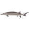 Vector fish adriatic sturgeon freshwater species illustration