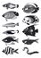 Vector fish, black and white