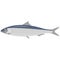 Vector fish european sardine sea underwater life