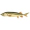 Vector fish rare huso freshwater species illustration