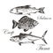 Vector fish sketch drawing - salmon, trout, carp, tuna. hand drawn sea food illustration