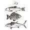 Vector fish sketch drawing - salmon, trout, carp, tuna. hand drawn sea food illustration