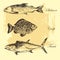 Vector fish sketch drawing - salmon, trout, carp, tuna. hand drawn sea food illustration