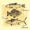 Vector fish sketch drawing - salmon, trout, carp, tuna. hand drawn sea food illustration