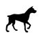 Vector flat black boxer dog silhouette