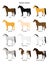 Vector flat cartoon collection set of different horse colors on white background