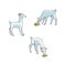 Vector flat cartoon goats grazing isolated