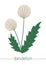 Vector flat dandelion illustration. Cute spring flowers.