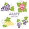 Vector flat grape icons set