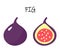 Vector flat illustartion of figs - one whole and one cut.
