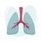 Vector flat illustration of human lungs. Medical illustration