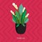 Vector flat illustration of indoor homeplant calla lily in pot